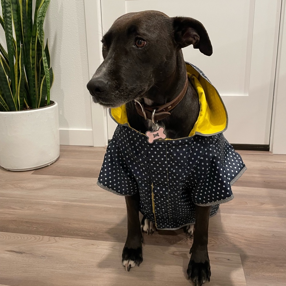 Reversible yellow and blue white polkadot dog rain jacket with reflective detail